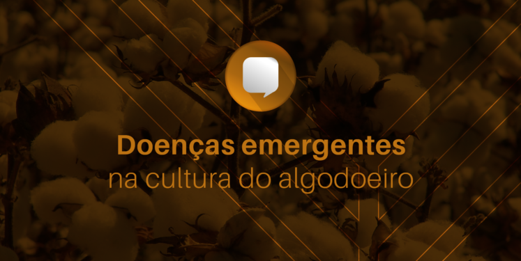 Dica K Doenças Emergentes Na Cultura Do Algodoeiro Kasuya - 